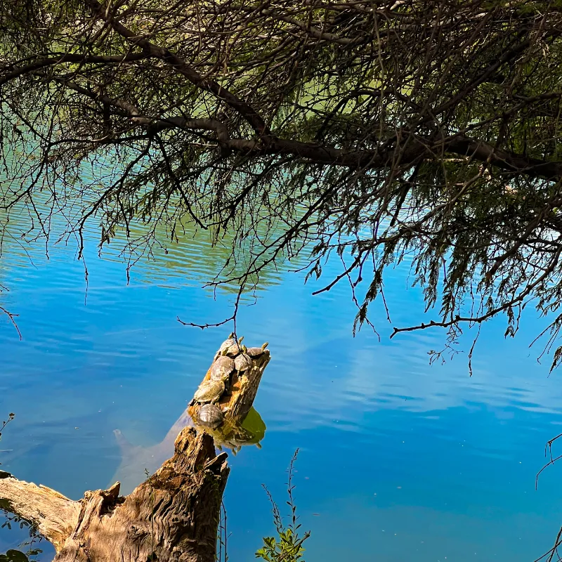 tortugas en el rio nazas